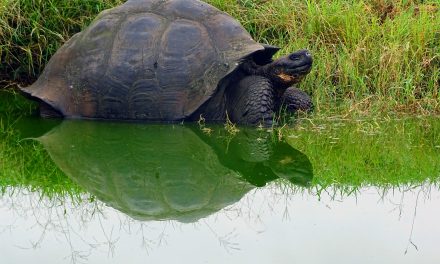 Tune In: A Galapagos Binge
