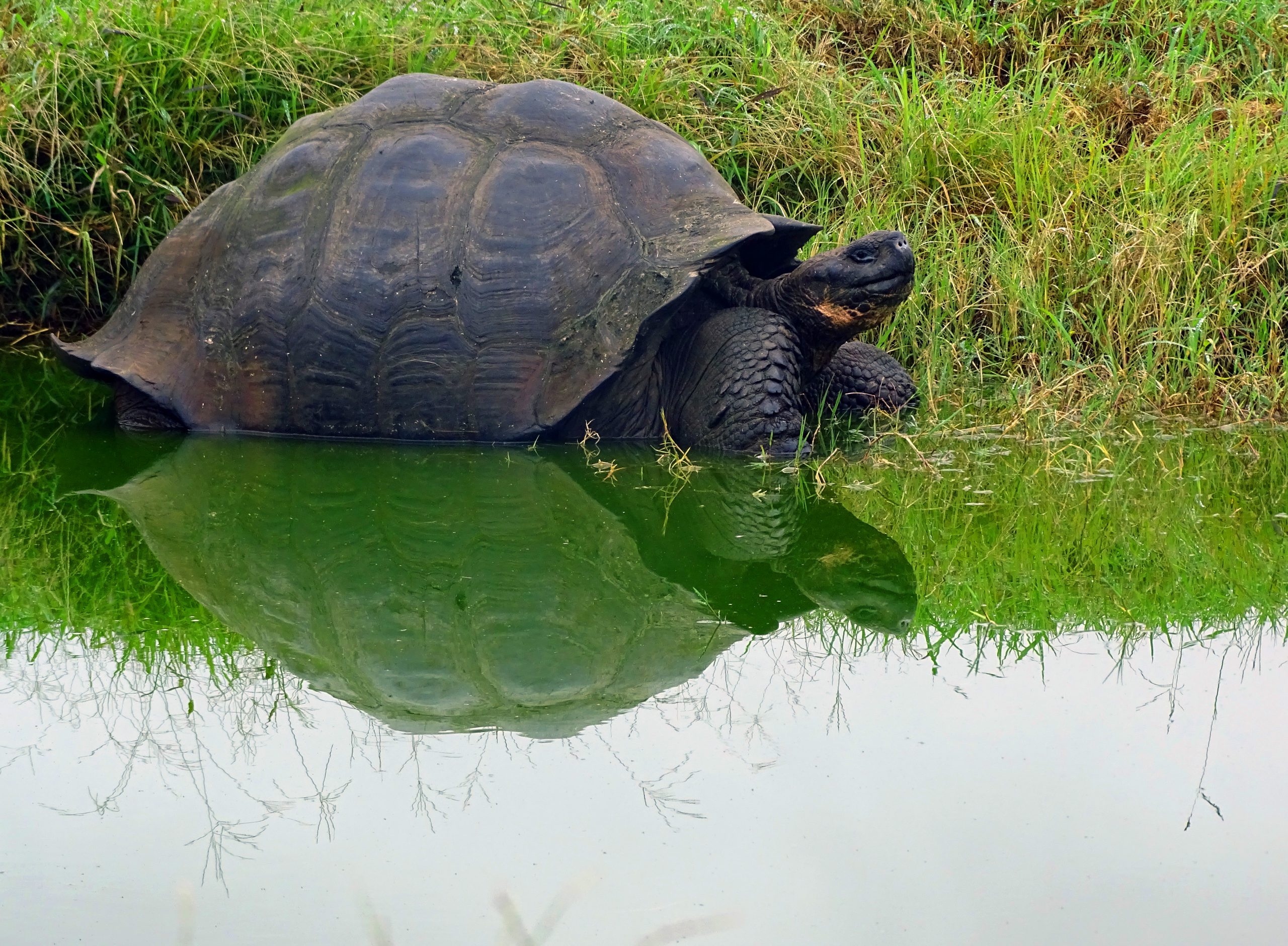 Galapagos Tortoise Reflection