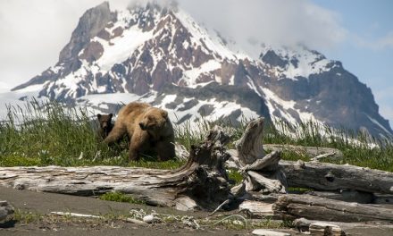 Traveler Story: Grizzly Bear Drama in Katmai