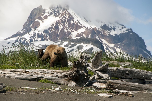 Wild brown bear family in Alaska