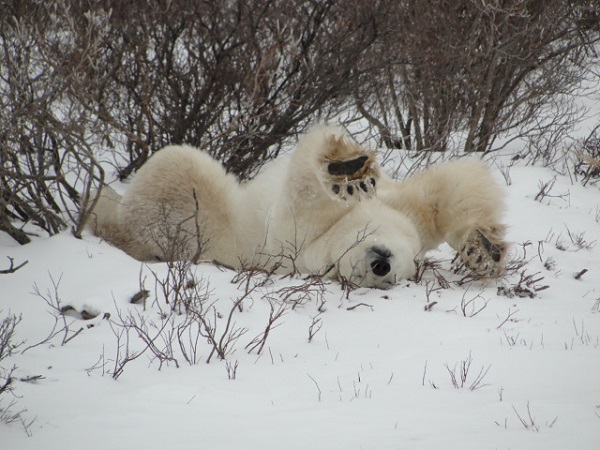 Polar Bear Stretching