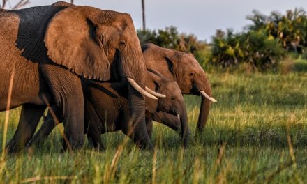 Traveler Story: Elephant Family at Sundown in Botswana