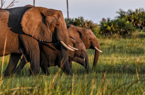 Elephants display complex social and emotional behavior, and are said to value their families more than most animals.