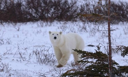 Traveler Story: Churchill Polar Bears on Halloween