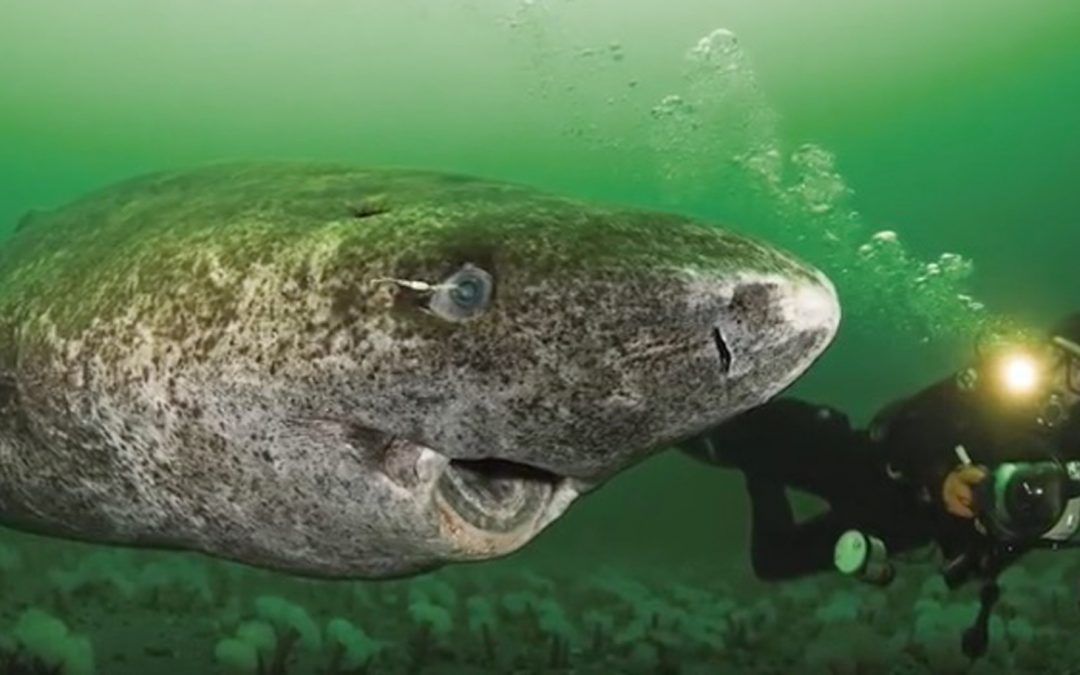 Video Encounters with Mystifying Greenland Sharks