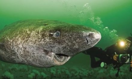 Video Encounters with Mystifying Greenland Sharks