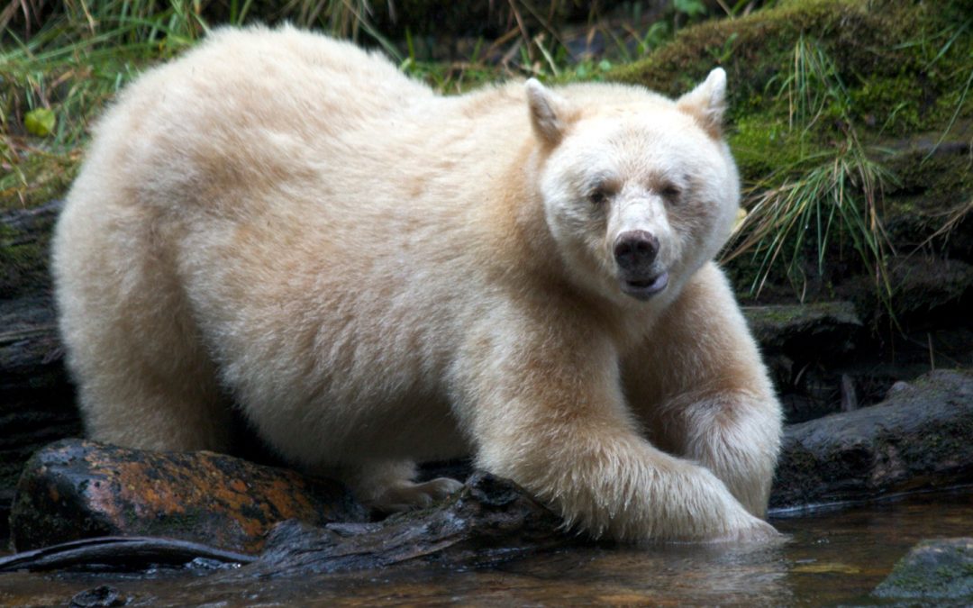 Spirit Bear Videos: A Look into Lives of Peace and Harmony