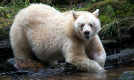 Spirit Bear Videos: A Look into Lives of Peace and Harmony