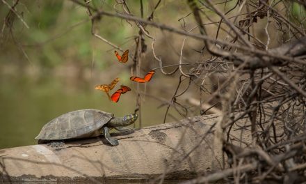 The Peruvian Amazon: Land of Abundance