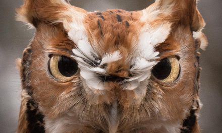 Wildlife Photo of the Week: Eye Contact