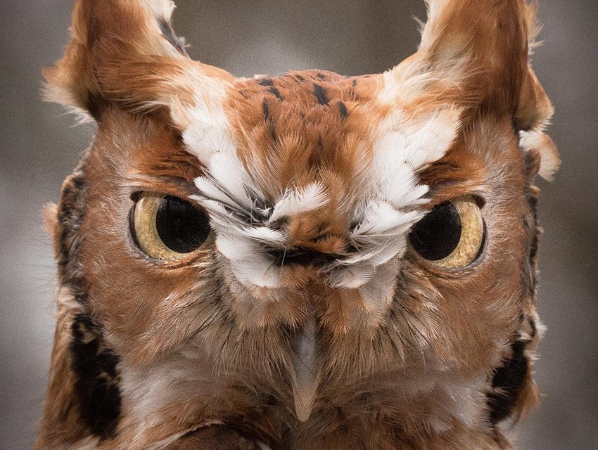 Wildlife Photo of the Week: Eye Contact