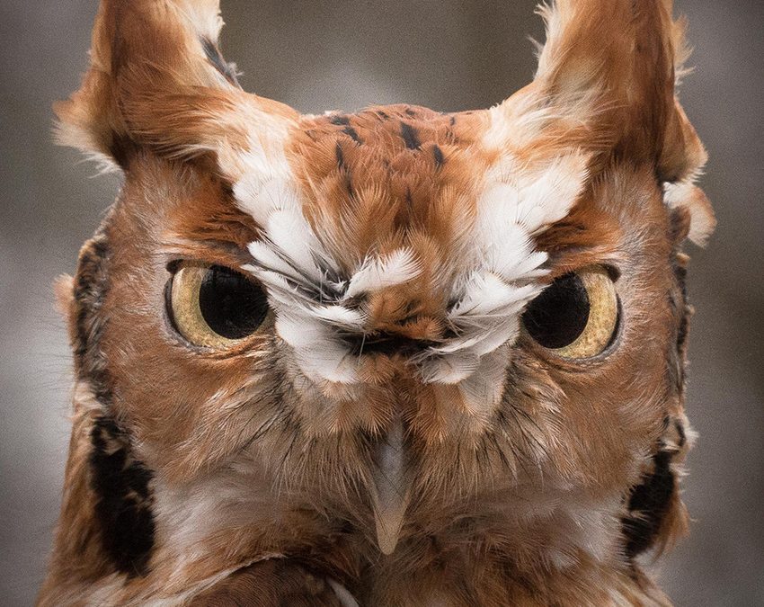 Wildlife Photo of the Week: Eye Contact