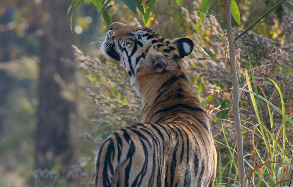 Wildlife Photo of the Week: Taking a Moment
