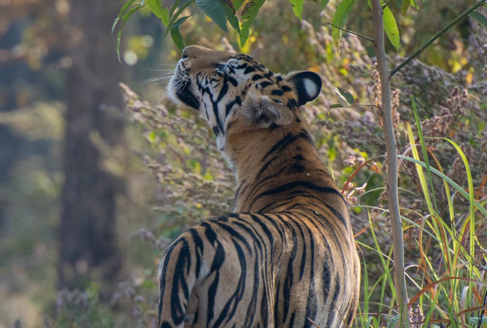 Wildlife Photo of the Week: Taking a Moment
