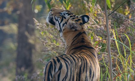 Wildlife Photo of the Week: Taking a Moment