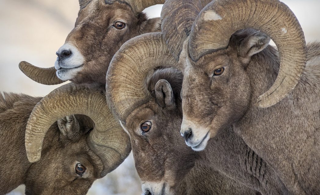 Wildlife Photo of the Week: The Huddle