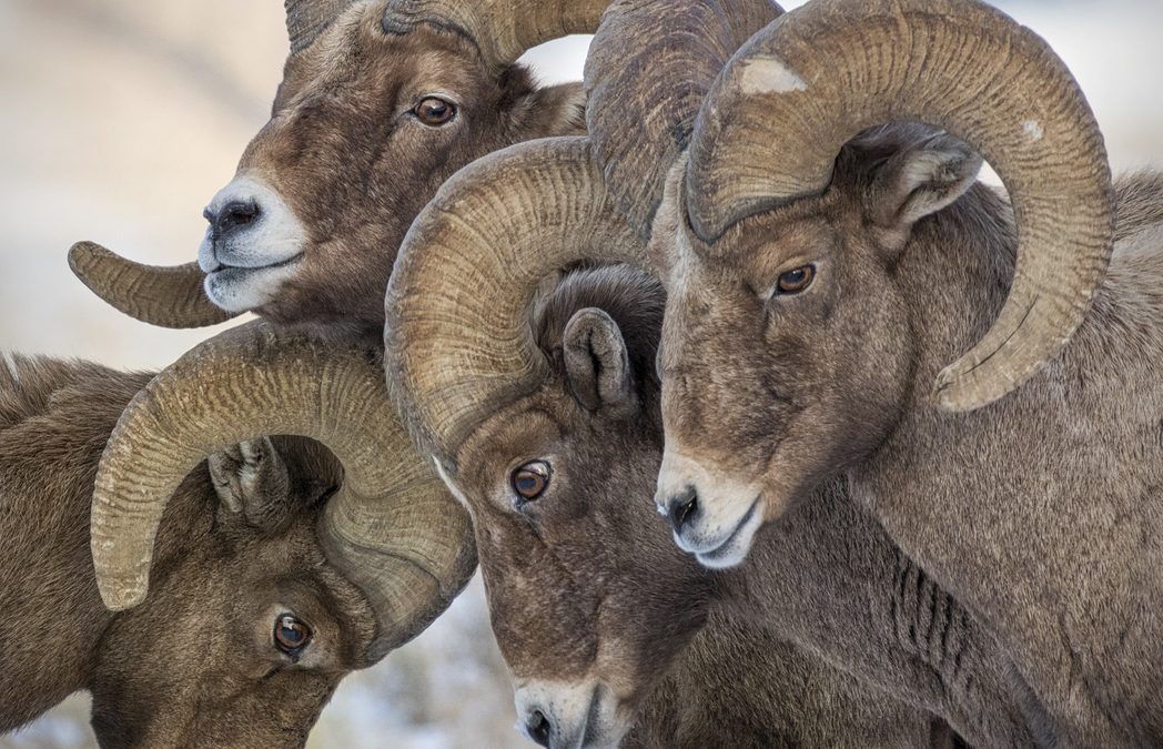 Wildlife Photo of the Week: The Huddle