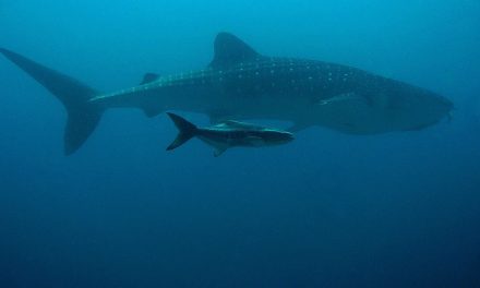 Mysterious Sharks: Great Gatherings and Long Lives