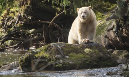 Traveler Story: Emotional Depth on a BC Nature Adventure