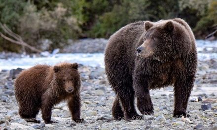 Traveler Story: Surrounded by Grizzly Bears in Alaska