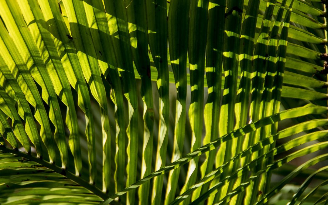 Video: When Earth Was Warmer than We Have Ever Known