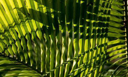 Video: When Earth Was Warmer than We Have Ever Known