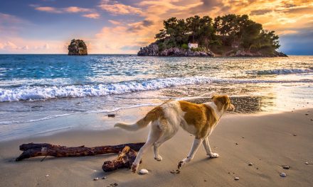 Dog “Detectives” Sniff Out Water Pollution