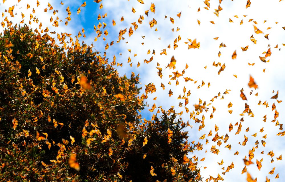 Monarchs: Poetry in Motion