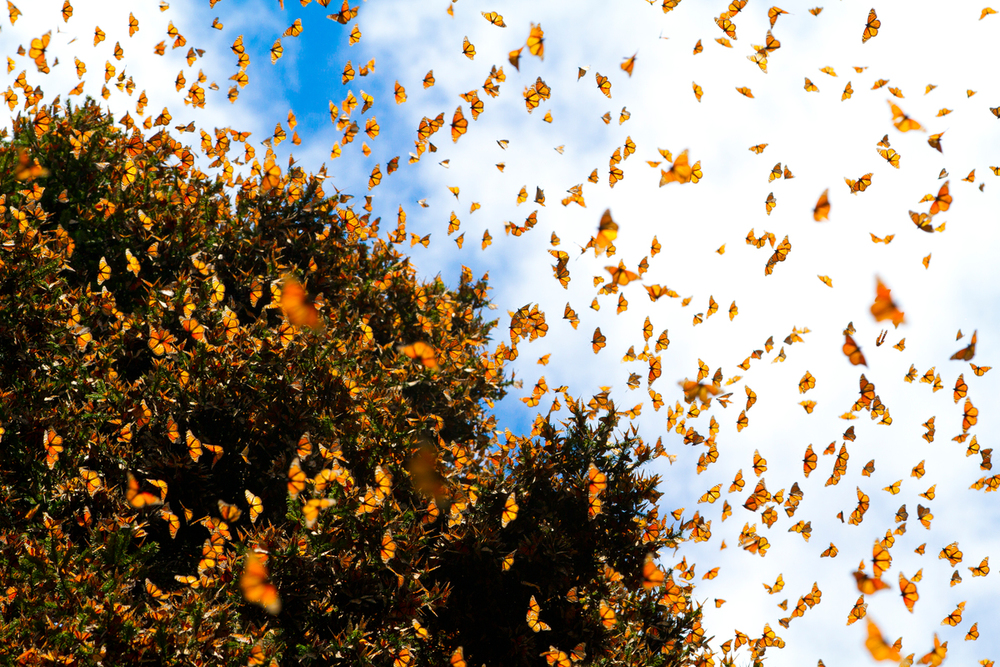 Spy Hummingbird Captures Footage of Magnificent Monarch Swarm in Mexico
