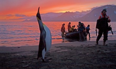 Salty Asterix of the Antarctic Seas | Olaf’s Corner