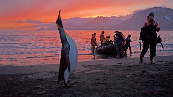 King penguin and Zodiac landing in South Georgia