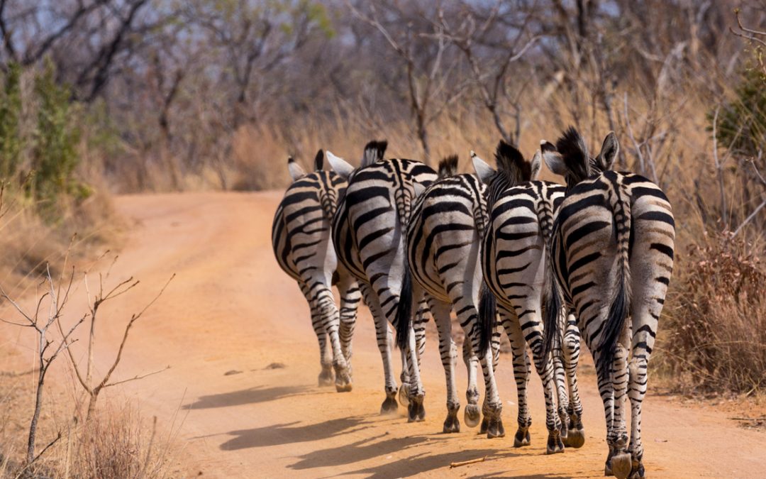 Wildlife Photo of the Week: A Stripe of Zebras