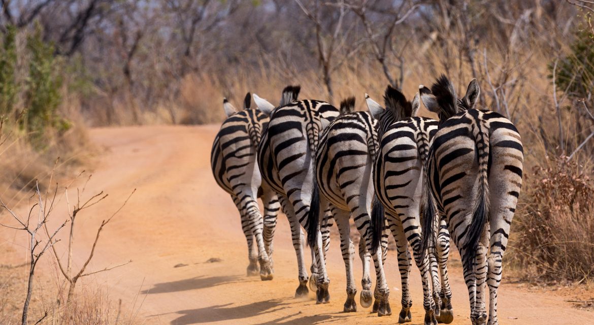 Wildlife Photo of the Week: A Stripe of Zebras