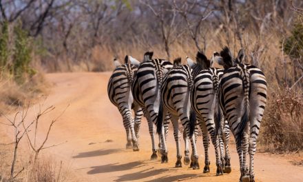 Wildlife Photo of the Week: A Stripe of Zebras