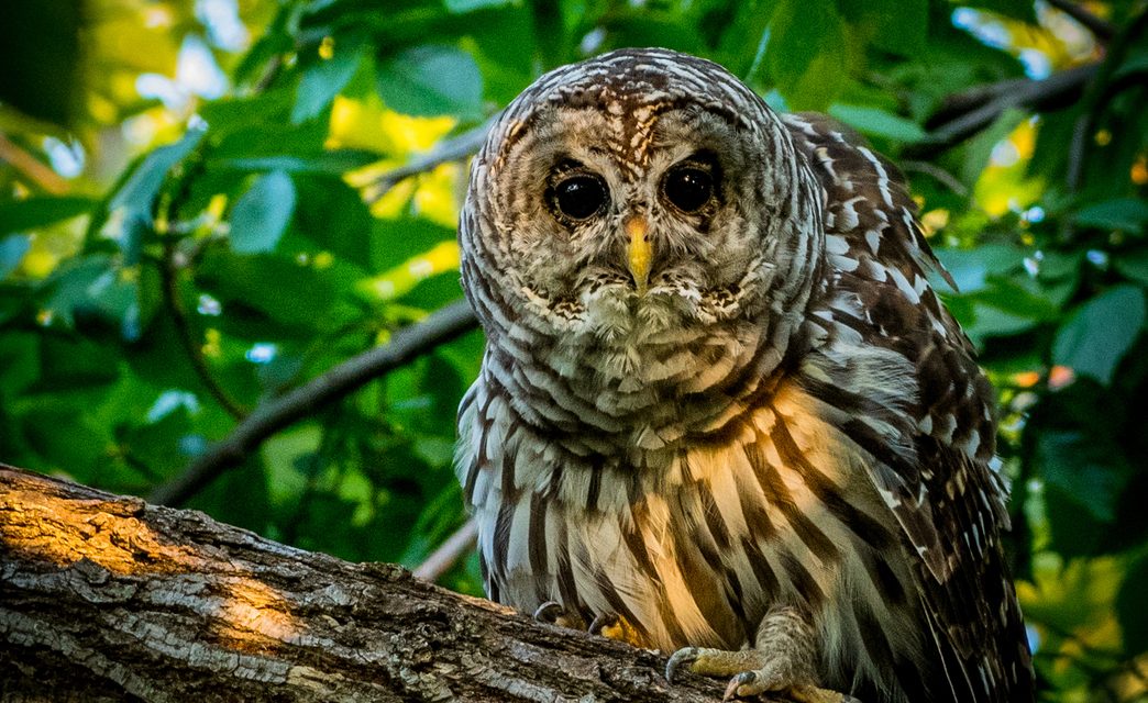 Wildlife Photo of the Week: Barred Owl