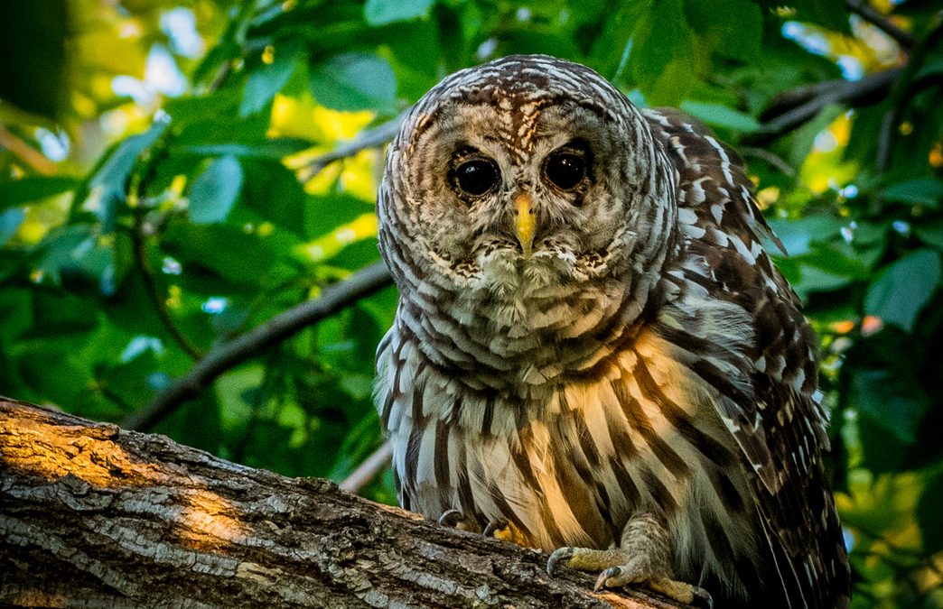 Wildlife Photo of the Week: Barred Owl