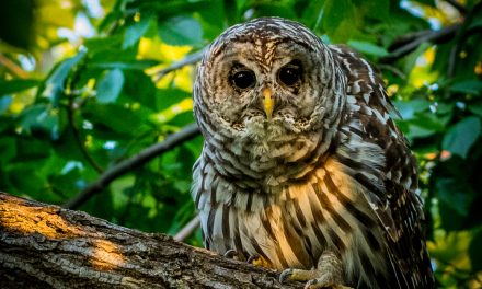 Wildlife Photo of the Week: Barred Owl