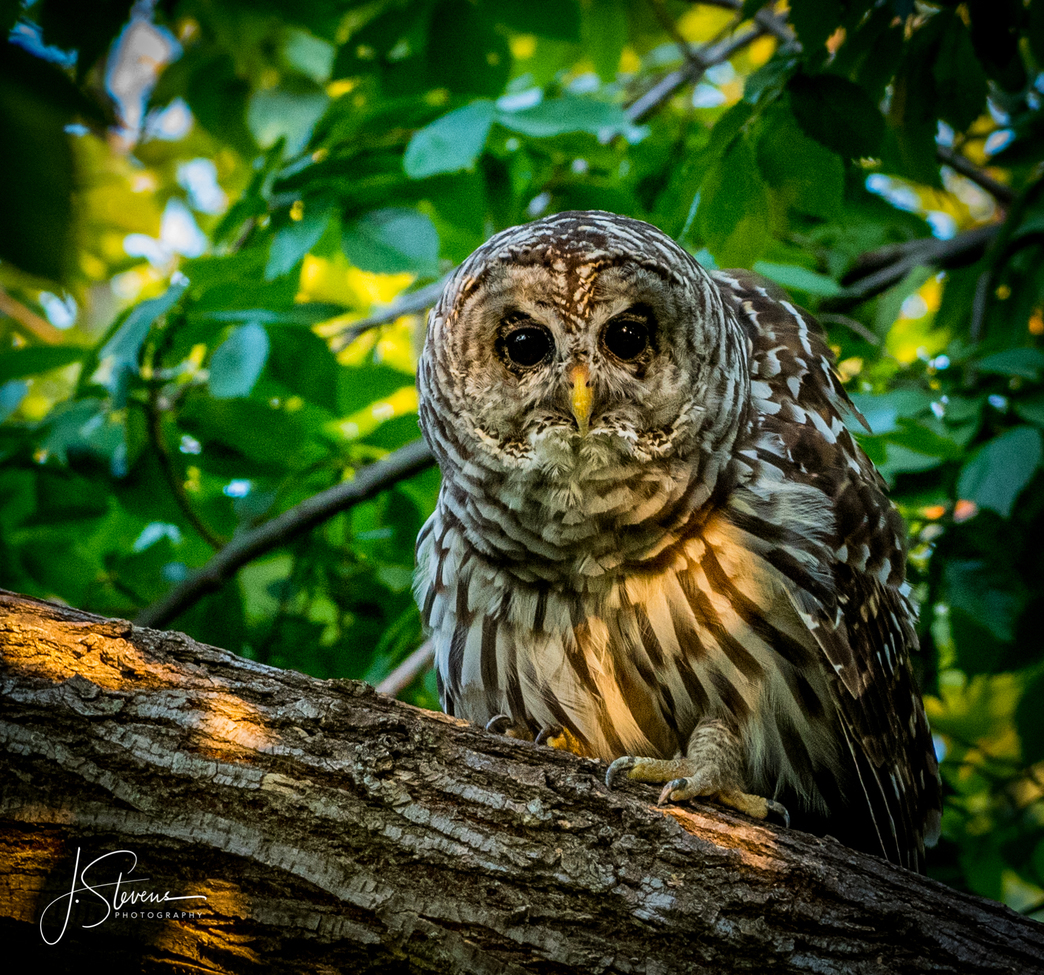 Barred owl