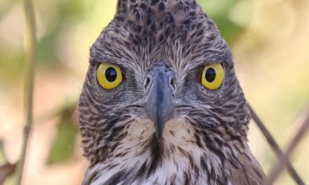 Wildlife Photo of the Week: Crested Hawk Eagle