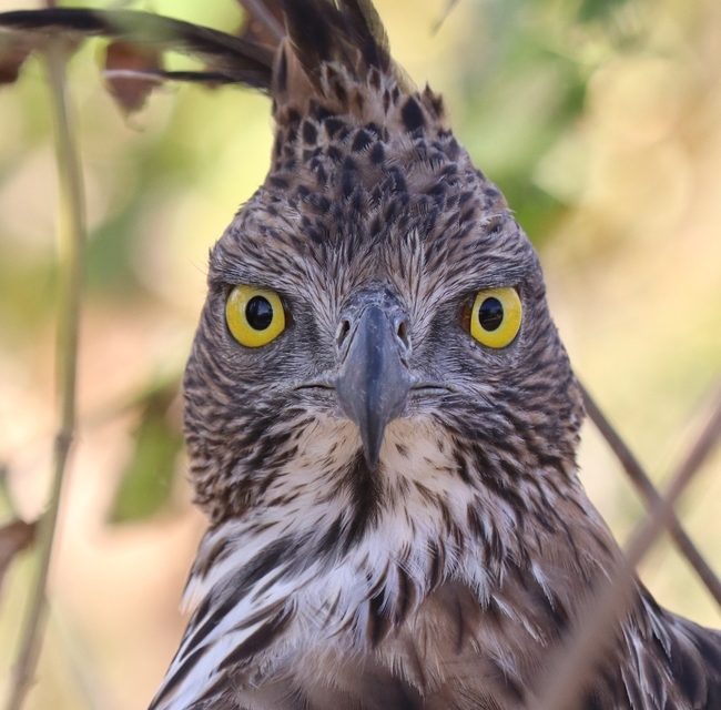 Wildlife Photo of the Week: Crested Hawk Eagle