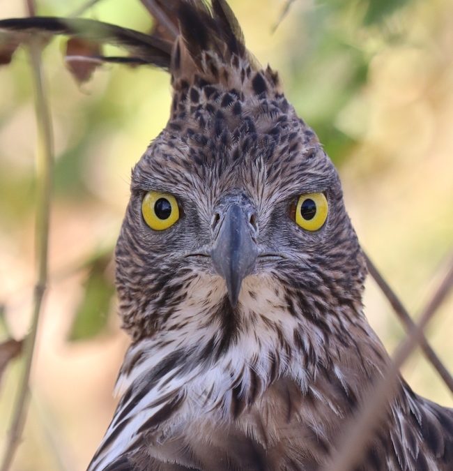 Wildlife Photo of the Week: Crested Hawk Eagle