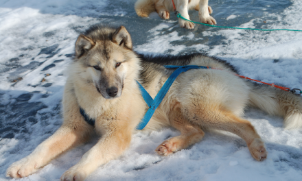 Diesel—Dead Twice | Olaf’s Corner