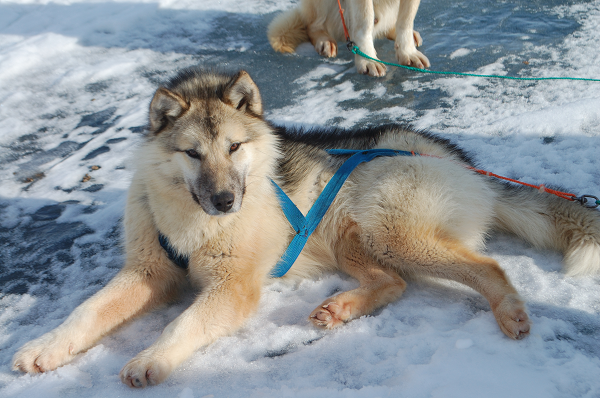 Diesel the husky sled dog