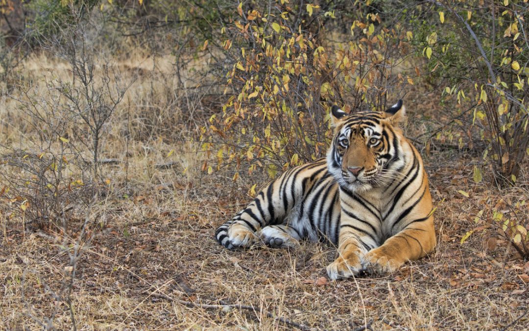 Wildlife Photo of the Week: Let’s Relax
