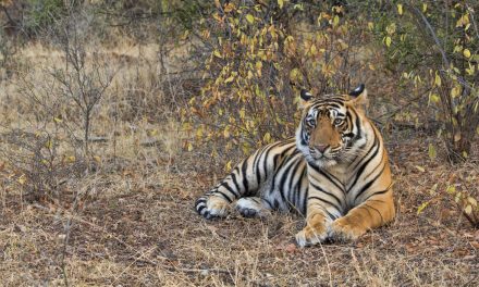 Wildlife Photo of the Week: Let’s Relax