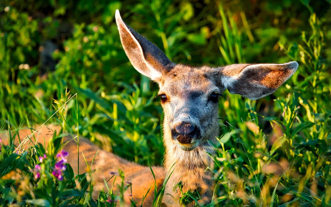 Video: A Newly Discovered Yellowstone Migration