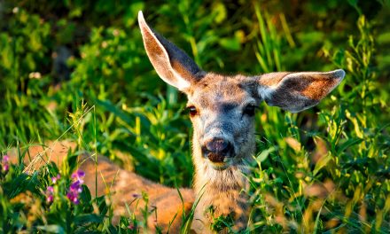 Video: A Newly Discovered Yellowstone Migration