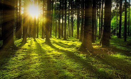 The Heartbeats and Songs of Trees