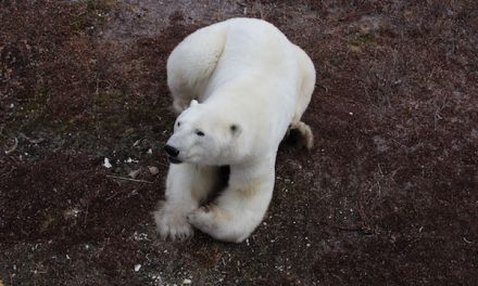 Awestruck: Breathtaking Encounters in Churchill