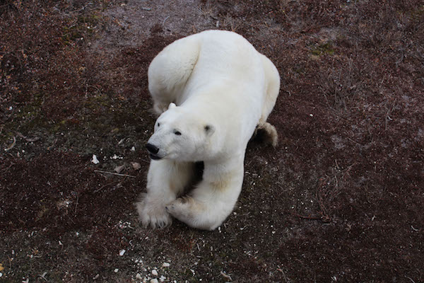 Polar Bear, Churchill, Tundra, Polar Rover